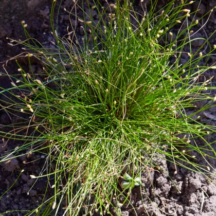 Isolepis Live Wire - Isolepis cernua - predaj semien - 10 ks