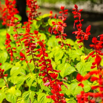 Šalvia šarlátová Lady in Red - Salvia coccinea - predaj semien - 10 ks