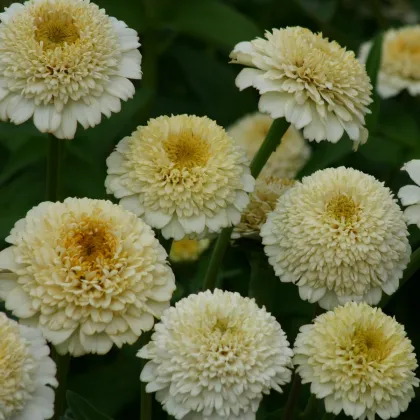 Cínia Zinderella White - Zinnia elegans - predaj semien - 20 ks