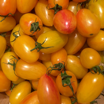 Paradajka Artisan Blush Tiger - Solanum lycopersicum - predaj semien paradajok - 20 ks