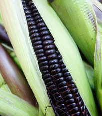 Kukurica Negro Cine - Zea mays - predaj semien kukurice - 15 ks