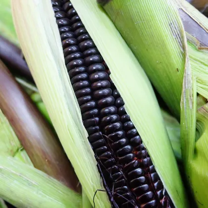 Kukurica Negro Cine - Zea mays - predaj semien kukurice - 15 ks