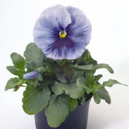Violka Inspire striebristo modrá s okom F1 - Viola x wittrockiana - predaj semien - 20 ks