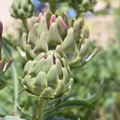 BIO Artičoka Green Globe - Cynara scolymus - predaj bio semien - 10 ks