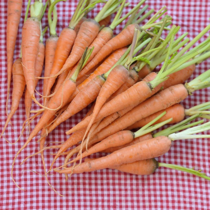 BIO Mrkva raná Amiva - Daucus carota - predaj bio semien - 400 ks