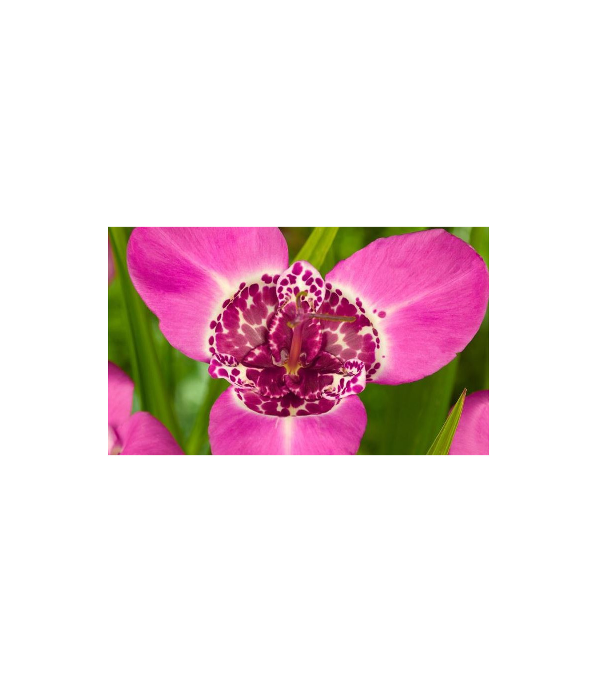 Tigrica ružová - Tigris lilacea - predaj cibuľovín - 4 ks