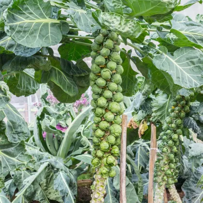 Kel ružičkový Casiopea - Brassica oleracea - predaj semien kelu - 400 ks