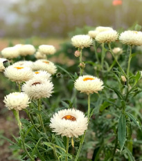 Slamiha listenatá White - Helichrysum bracteatum - predaj semien - 300 ks