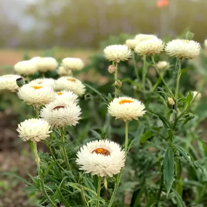 Slamiha listenatá White - Helichrysum bracteatum - predaj semien - 300 ks