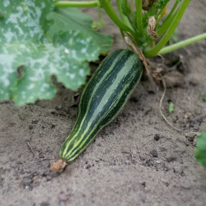 Cuketa Tapir - Cucurbita pepo - predaj semien cukety - 12 ks