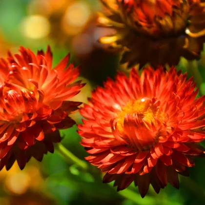 Slamienka červená - Helichrysum bracteatum - predaj semien - 500 ks