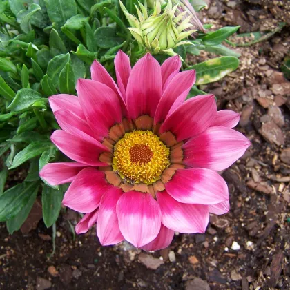 Gazánia New Day Pink Day F1 - Gazania rigens - predaj semien - 20 ks