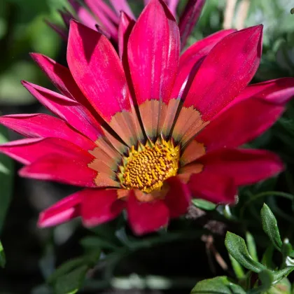 Gazánia New Day Pink Day F1 - Gazania rigens - predaj semien - 20 ks