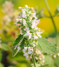 Kocúrik záhradný citrónový - Nepeta cataria var. citriodora - semiačka - 15 ks