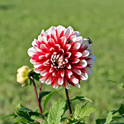 Georgína Jamaika - Dahlia - predaj cibuľovín - 1 ks