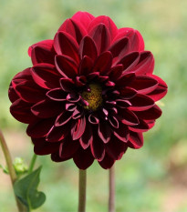 Georgína Thomas Edison - Dahlia - predaj cibuľovín - 1 ks