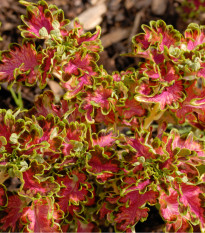 Africká žihľava Colocha Scarlet - Coleus blumei - predaj semien africkej žihľavy - 30 ks