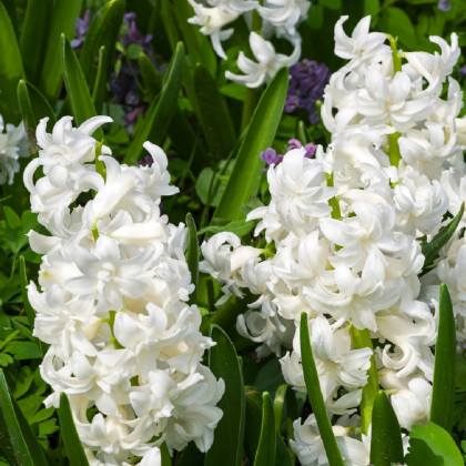 Hyacint plnokvetý Madame Sophie - Hyacinthus - predaj cibuľovín - 1 ks