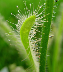 Rosička kapská nízka - Drosera Capensis White flower - predaj semien - 15 ks