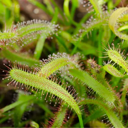 Rosička kapská obrovská - Drosera capensis - predaj semien - 15 ks