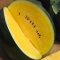 Melón Jánošík - Citrullus lanatus - predaj semien - 6 ks