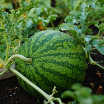 Melón vodový Primaorange F1 - Citrullus lanatus - predaj semien - 7 ks