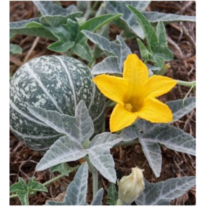 Byvolia tekvica - Cucurbita foetidissima - predaj semien - 3 ks