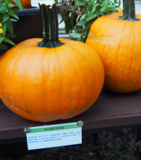 Dyňa Tom Fox na Halloween - Cucurbita pepo - predaj semien - 5 ks