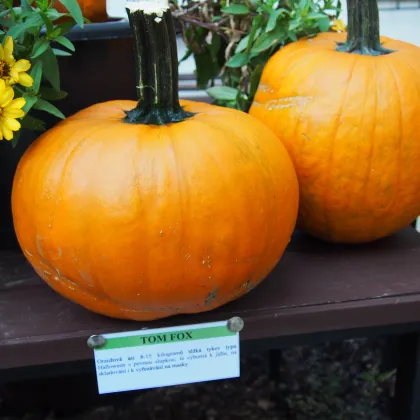 Dyňa Tom Fox na Halloween - Cucurbita pepo - predaj semien - 5 ks