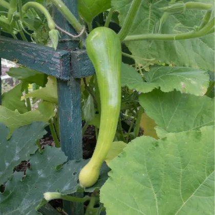 Tekvica Tromba d Albenga - Cucurbita moschata - predaj semien - 6 ks