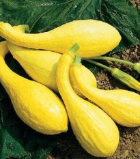 Tekvica Yellow Crookneck - Cucurbita pepo - predaj semien - 5 ks