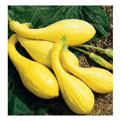 Tekvica Yellow Crookneck - Cucurbita pepo - predaj semien - 5 ks