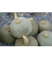 Tekvica Blue Kuri Modré Hokkaido - Cucurbita maxima - predaj semien - 5 ks