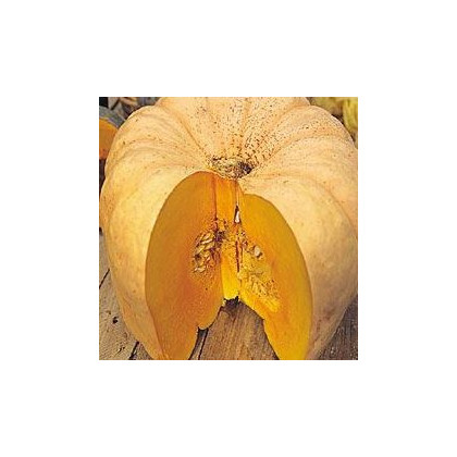 Tekvica Australian Butter - Cucurbita maxima - predaj semien - 5 ks