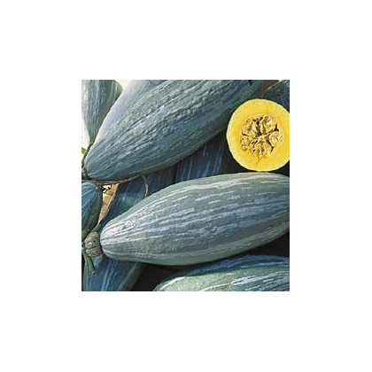 Tekvica Blue Banana - Cucurbita maxima - predaj semien - 5 ks