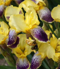 Kosatec nemecký Nibelungen - Iris germanica - predaj cibuľovín - 1 ks