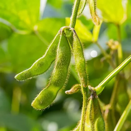 Sója Dame Hanae - Glycine max - predaj semien - 20 ks