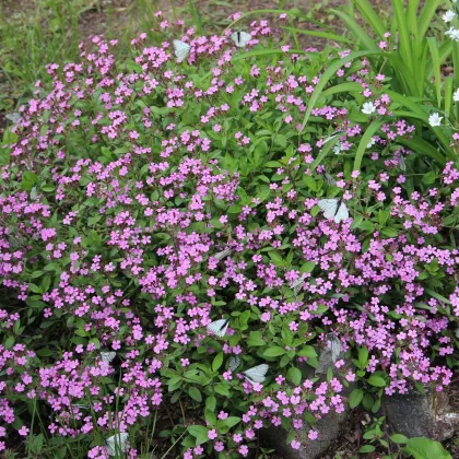 Mydlica bazalkovitá - Saponaria ocymoides - predaj semien - 25 ks