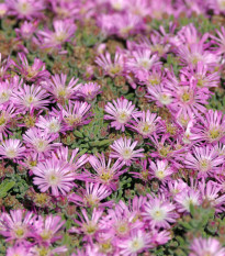 Lampranthus ružový - Lampranthus filicaulis - predaj semien - 10 ks