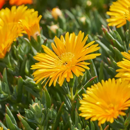 Lampranthus žltý - Lampranthus glaucus - predaj semien - 10 ks