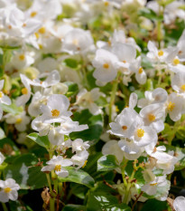 Begónia Ganymed F1 White - Begonia semperflorens - predaj semien - 20 ks