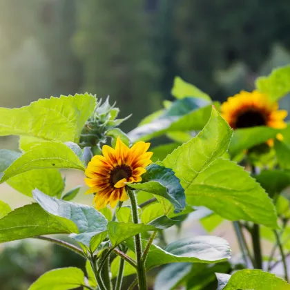 Slnečnica Ring of Fire - Helianthus annuus - predaj semien - 8 ks