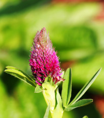 Ďatelina červenkastá - Trifolium rubens - predaj semien ďateliny - 50 ks