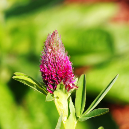 Ďatelina červenkastá - Trifolium rubens - predaj semien ďateliny - 50 ks