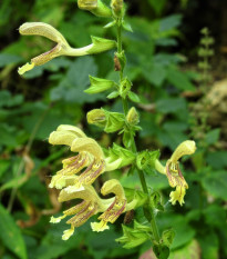 Šalvia žltá lepkavá - Salvia glutinosa - predaj semien - 20 ks