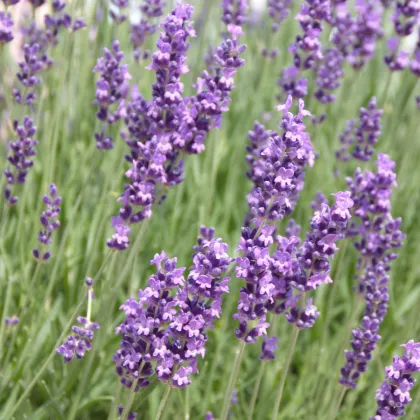 Levanduľa Hidcote Blue Strain - Lavandula angustifolia - predaj semien levandule - 30 ks