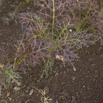 Horčica Moutarde Rouge Metis - Brassica juncea - predaj semien horčica - 100 ks