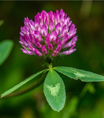 Ďatelina červená lúčna - Trifolium pratense - predaj semien - 100 ks