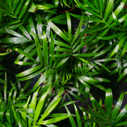 Palma horská - Chamaedorea seifrizii - predaj semien palmy - 8 ks