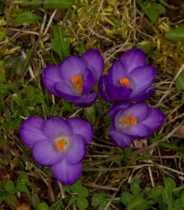 Krókus Flower Record - Crocus vernus - predaj cibuľovín - 3 ks